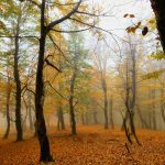 علی اسمدار راهنمای گردشگری تالش – بَلَد محلی لیسار گیلان