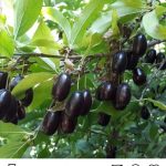 بهرام گِرِئی راهنمای گردشگری طبیعت روستای هیر در الموت قزوین