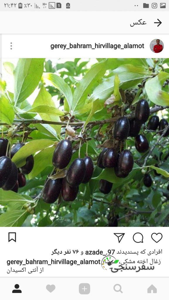 بهرام گِرِئی راهنمای گردشگری طبیعت روستای هیر در الموت قزوین