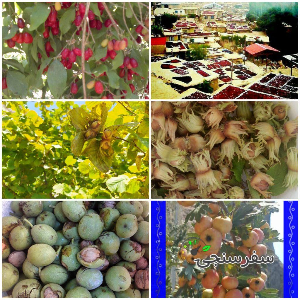 بهرام گِرِئی راهنمای گردشگری طبیعت روستای هیر در الموت قزوین