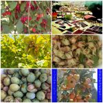 بهرام گِرِئی راهنمای گردشگری طبیعت روستای هیر در الموت قزوین