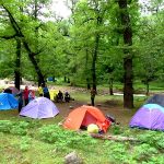 تور یکروزه جنگل کارا، راهنما فاطمه قزاقی