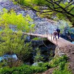 تور یکروزه جنگل کارا، راهنما فاطمه قزاقی