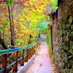 تور یکروزه جنگل کارا، راهنما فاطمه قزاقی