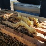 راهنمای گردشگری در شهرکرد – مرضیه سلطانی