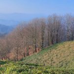 آدینه پورذکریا راهنمای گردشگری کوهستان در گیلان