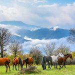 تور یک روزه جنگل الیمستان (جمعه 23 تیر) رسول حسنی