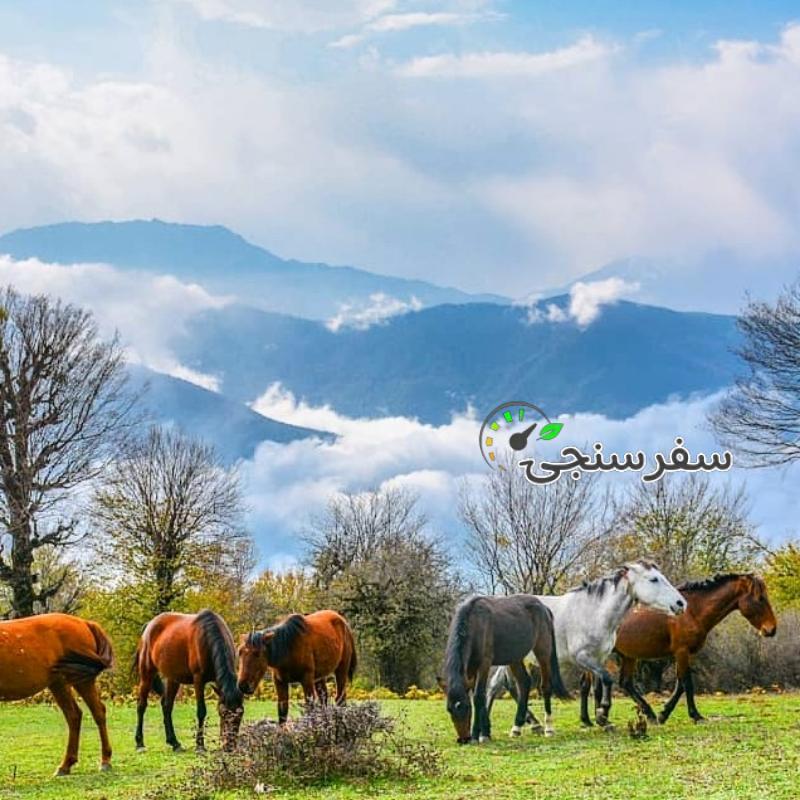 تور یک روزه جنگل الیمستان (جمعه 23 تیر) رسول حسنی