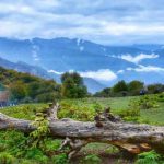 تور یک روزه جنگل الیمستان (جمعه 23 تیر) رسول حسنی