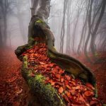 امیر حاتم خانی مشاوره و بررسی فیزیولوژیکی بدنسازی کوهپیمایی و طبیعتگردی