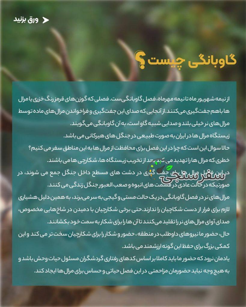 تجربه گاوبانگی در دل جنگلهای هیرکانی تور حیات وحش