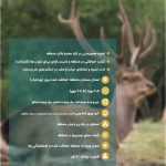 تجربه گاوبانگی در دل جنگلهای هیرکانی تور حیات وحش