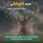 تجربه گاوبانگی در دل جنگلهای هیرکانی تور حیات وحش