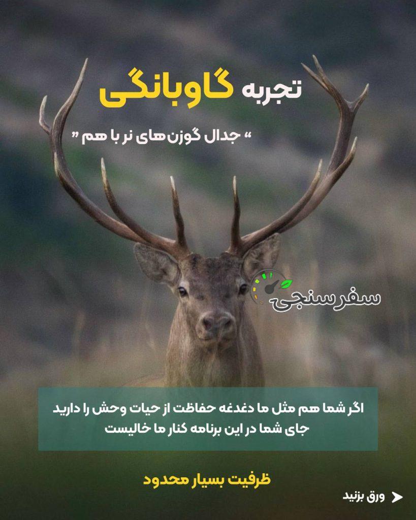 تجربه گاوبانگی در دل جنگلهای هیرکانی تور حیات وحش