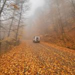 تور یک روزه جنگلی پاییزی(جنگل اولنگ شاهرود )