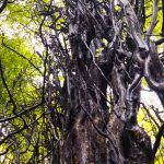 سفر به جنگل مشعل و مرداب هسل تور یک روز از تهران