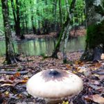 سفر به جنگل مشعل و مرداب هسل تور یک روز از تهران