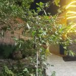 اقامتگاه دنج جزیره هرمز