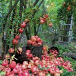 تور جشن انار اورامانات ،کرمانشاه گردی