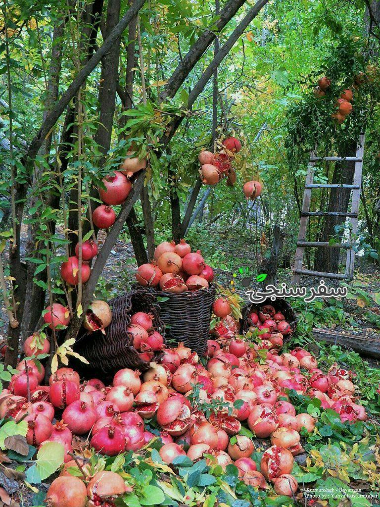 تور جشن انار اورامانات ،کرمانشاه گردی