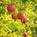 تور جشن انار اورامانات ،کرمانشاه گردی