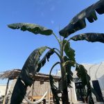 اجاره روزانه یک اتاق در اقامتگاه روستایی در قشم روستای سهیلی