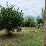 سعید صادقی ناو بومگردی اسالم لند