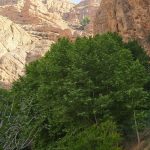 پیمان اسماعیلی  شیراز گردی راهنما اتوموبیل