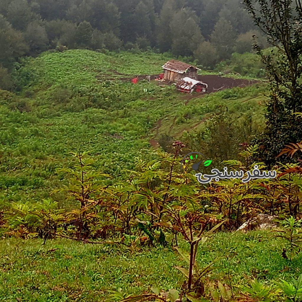 معصوم قربانی راهنما و لیدر محلی جنگل گردی در گیلان