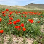 محمد حسن پور لیدر طبیعت گردی لیدر محلی کلیبر در آذربایجان شرقی