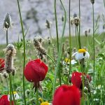 تور نوروزی دشت سوسن