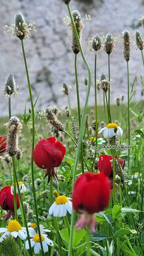 تور نوروزی دشت سوسن