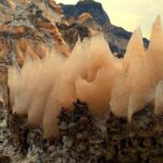 بهرام فخرایی لیدر و راهنمای محلی استان بوشهر