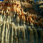 بهرام فخرایی لیدر و راهنمای محلی استان بوشهر