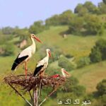 سفر ۵ روزه به کوردستان