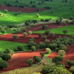حیدر انصاری لیدر محلی و مترجم عربی همراه با ماشین در تهران