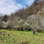 تور پیمایش کلاردشت به نمک آبرود