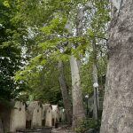 سارا علی یزدی هتل باغ آرامش در تهران