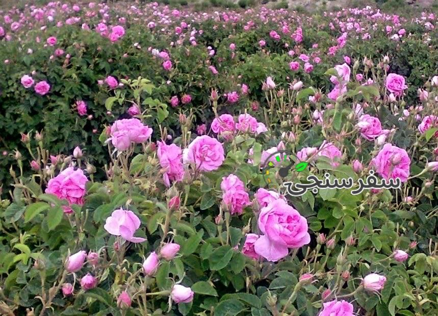 تور یکروزه‌ گلاب گیری کاشان نیاسر