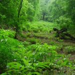 تور یک روزه پیرداود