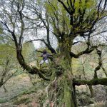 امیر بهادر جنگل نورد در کرج