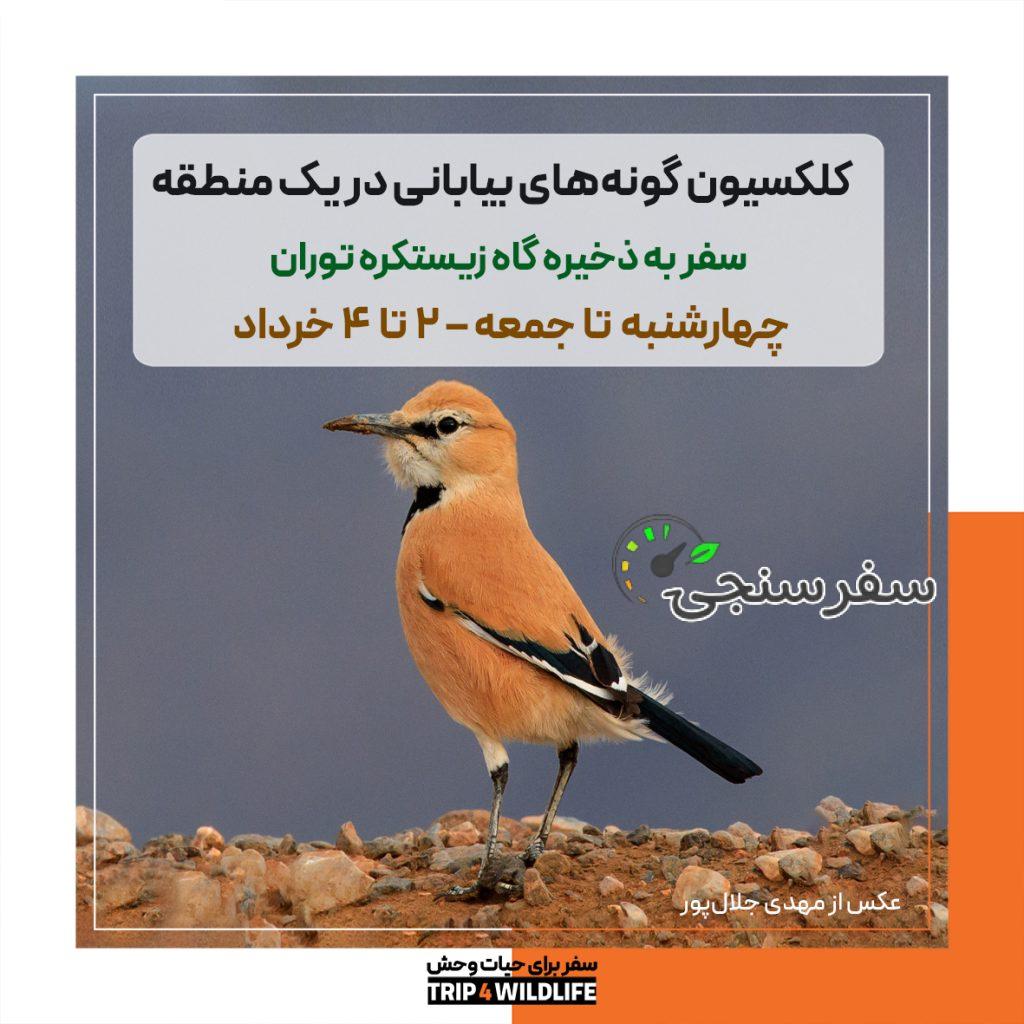 《کلکسیون گونههای بیابانی در یک منطقه》 سفر به ذخیرهگاه زیستگاه توران