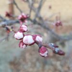 سارا علی یزدی تولید محتوا گردشگری با گوشی در تهران