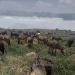 محسن قلی زاده اجاره ماشین افرود از پارکینگ جنوبی دماوند تا گوسفند سرا