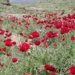 محسن قلی زاده اجاره ماشین افرود از پارکینگ جنوبی دماوند تا گوسفند سرا