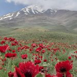 محسن قلی زاده اجاره ماشین افرود از پارکینگ جنوبی دماوند تا گوسفند سرا