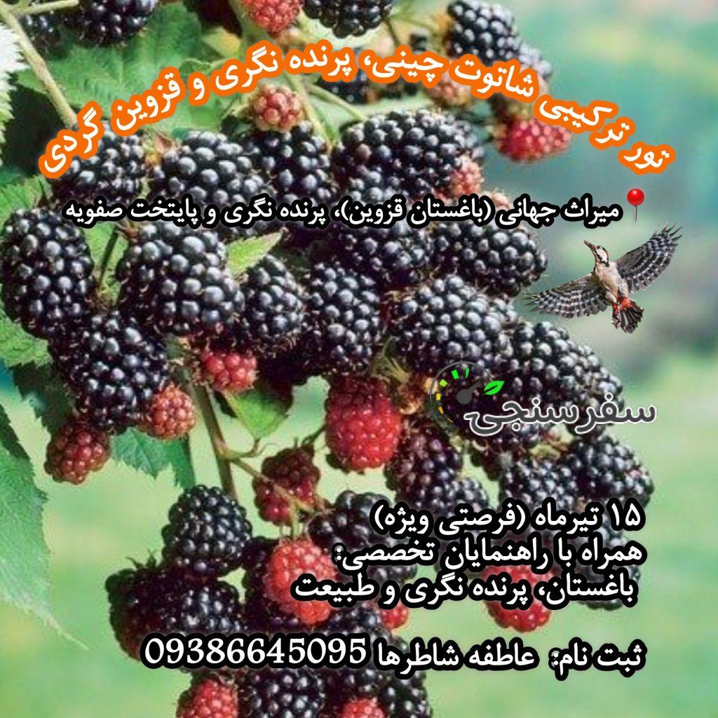 تور ترکیبی شاتوت چینی، پرنده نگری و قزوین گردی