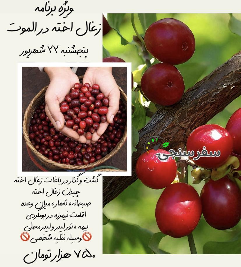 جشنواره زغال اخته چینی از البرز (کرج)