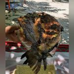 تور کردستان(بانه، مریوان، اورامانات و سنندج)