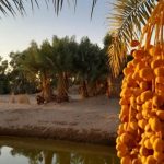 تور یک روزه vip ابوزید آباد